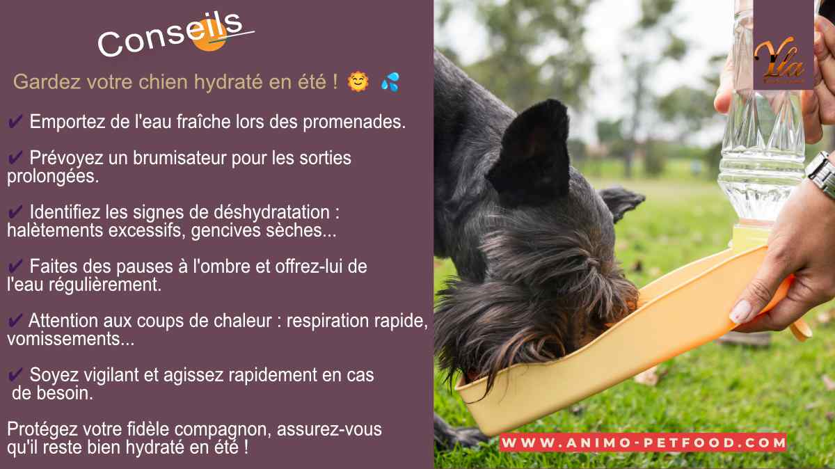 hydratation_chien_ete